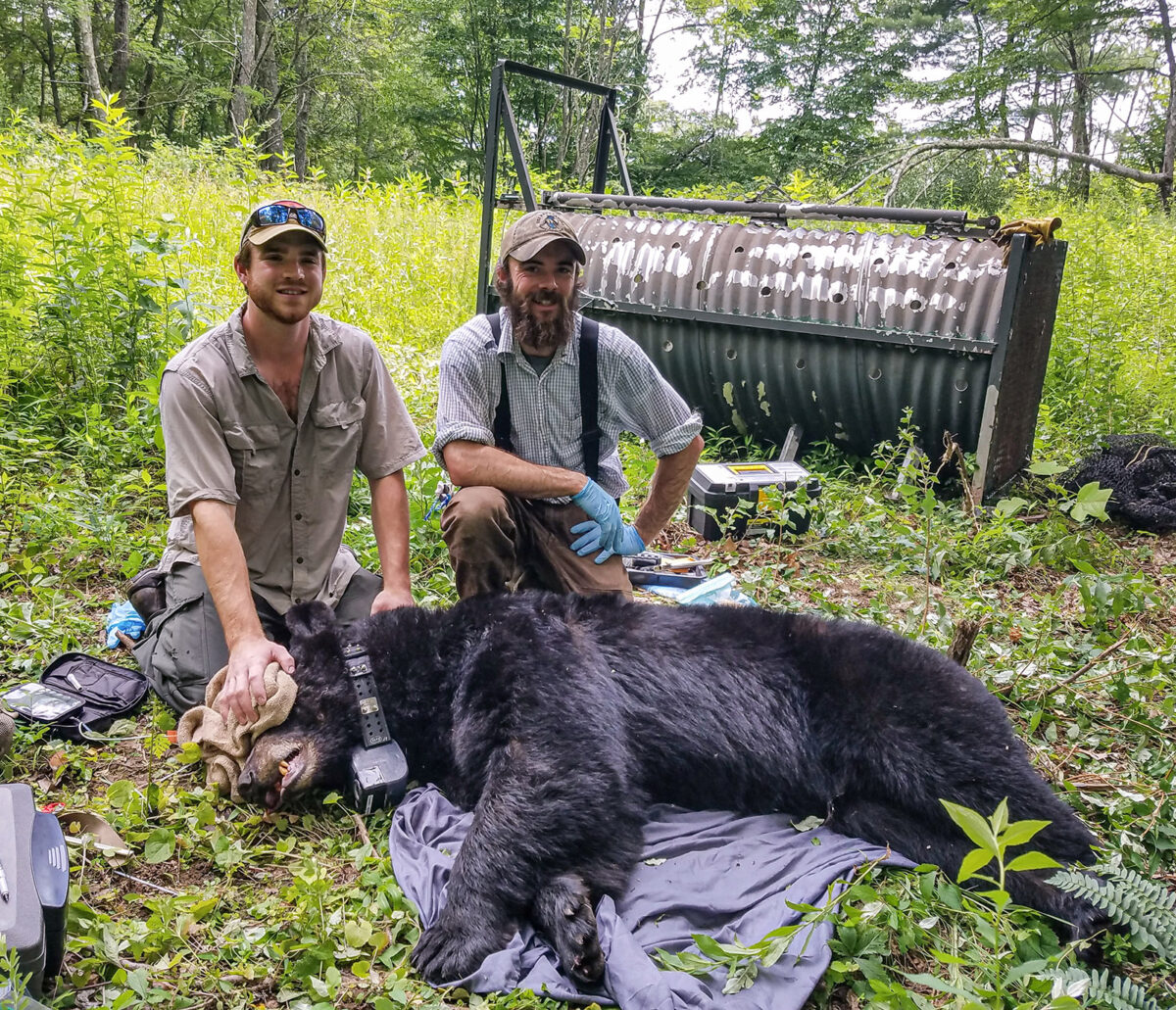 A photo of two men kneeling behind a sedated bear that's lying on the ground with a blindfold and collar on. 