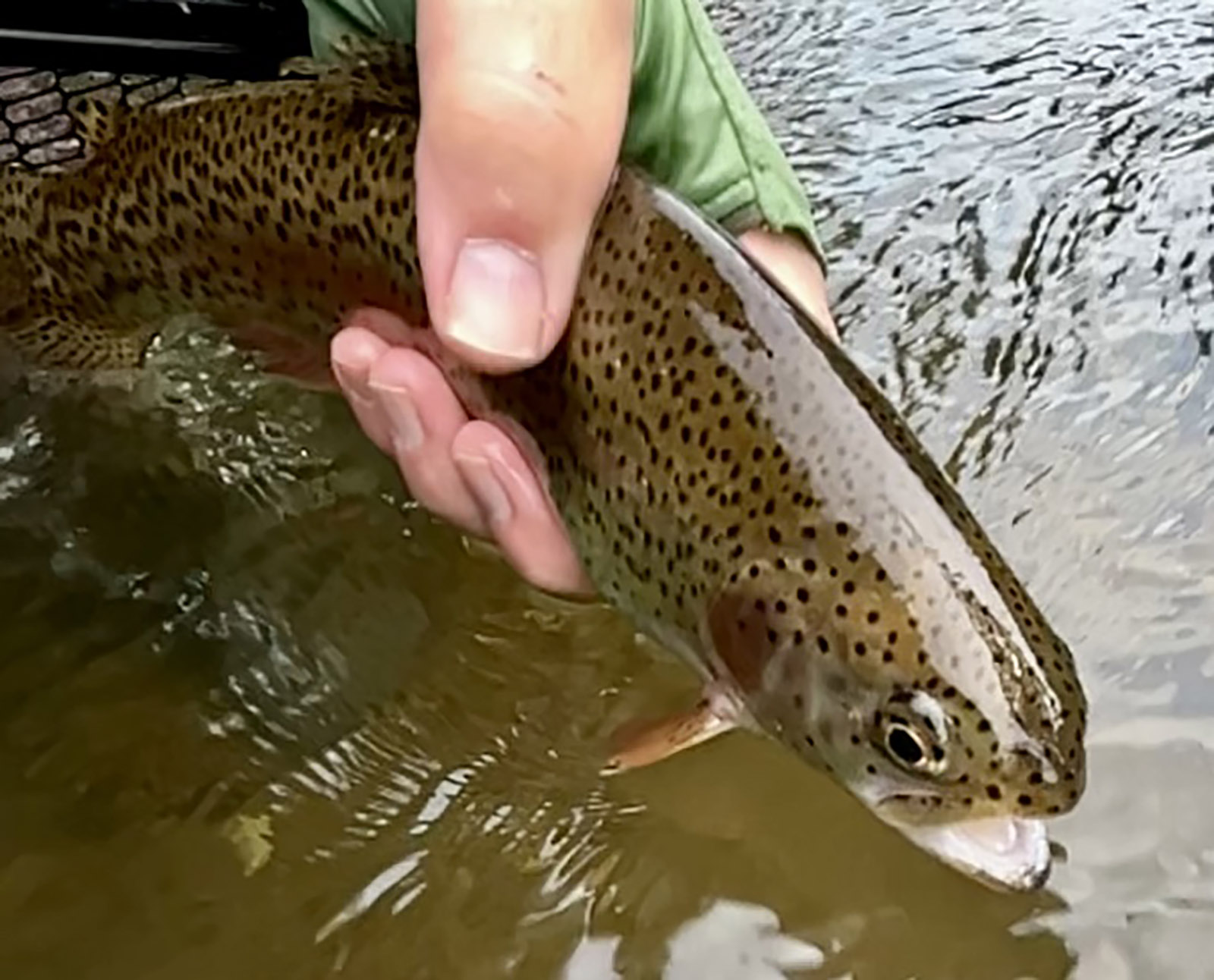 A close-up of a brown trout being held just above the surface of the water.