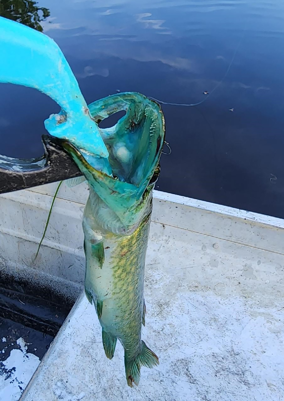 An image of a blue mouthed pickerel