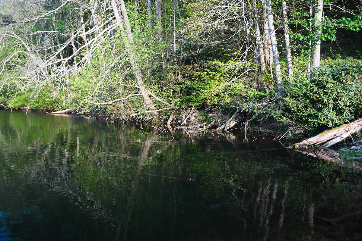 The heavily wooded shores of Hungry Mother Lake make it a very successful fish nursery