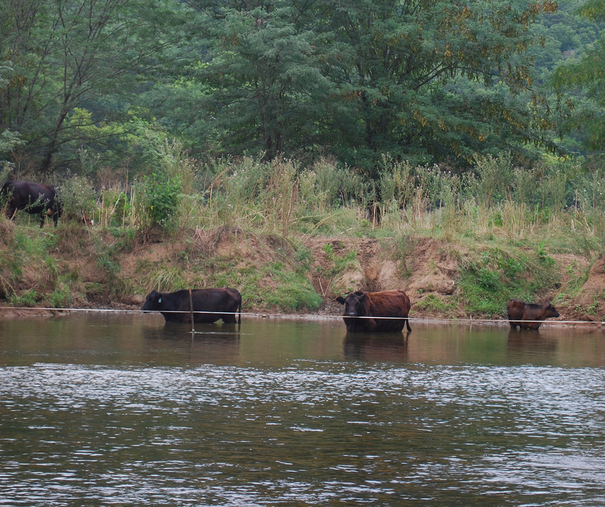 An image of cattle in the Shenandoah river