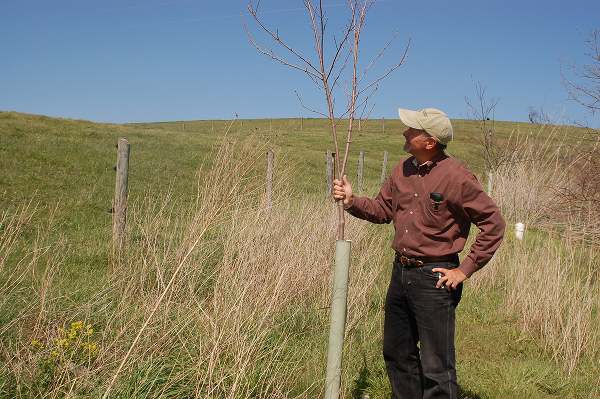 An image of newly planted trees; as proof that more farmers are planting riparian vegetation due to the NGO's outreach