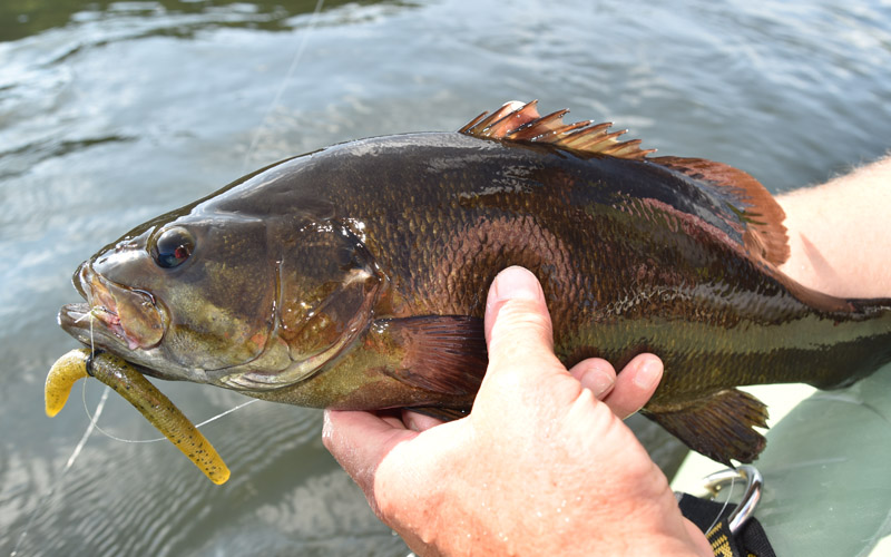 Fishing for Smallmouth Bass During the Coldest Months of the Year