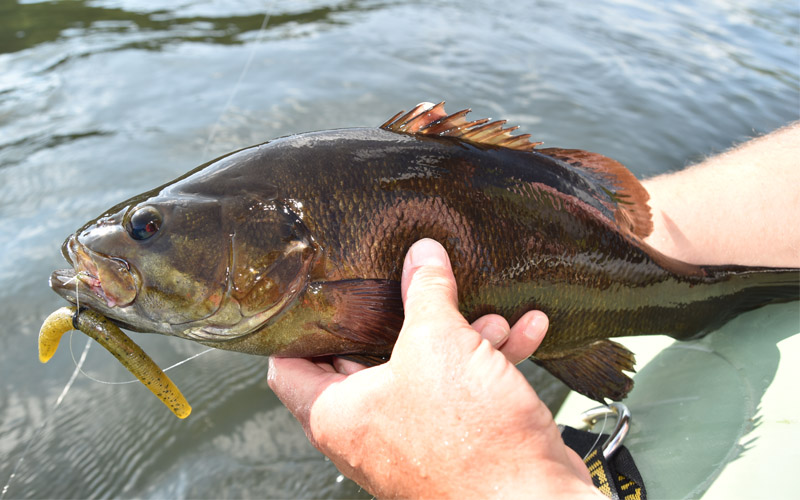 Good and Bad News in an Update on the Lower New River's Fishery