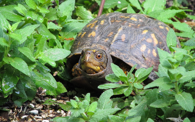 Make Your Back Yard Friendly for Amphibians and Reptiles