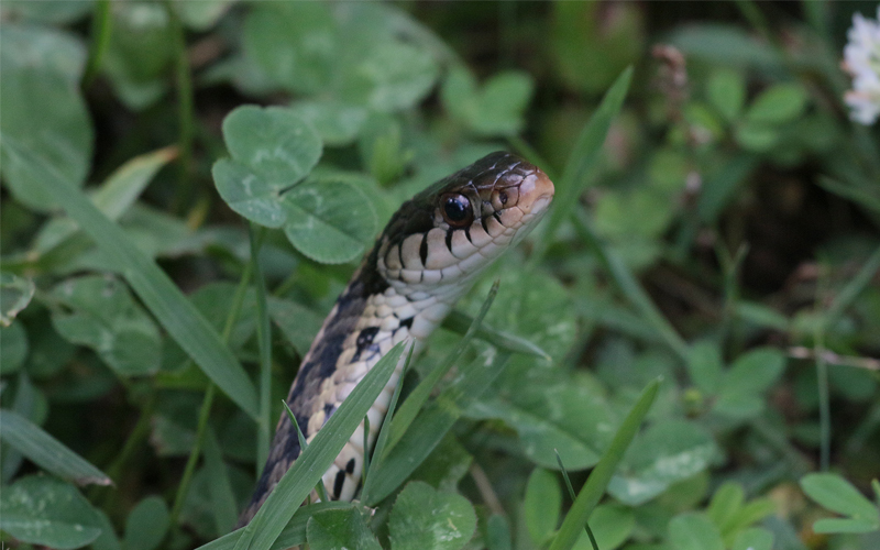 Snake, don't step on the critter's back