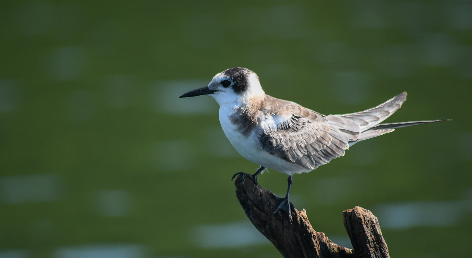 A photo of a brown-and-white bird perched on a log in front of water.