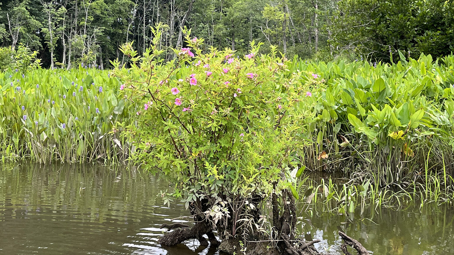 Explore the Wild on the Pamunkey River from Lester Manor Virginia DWR