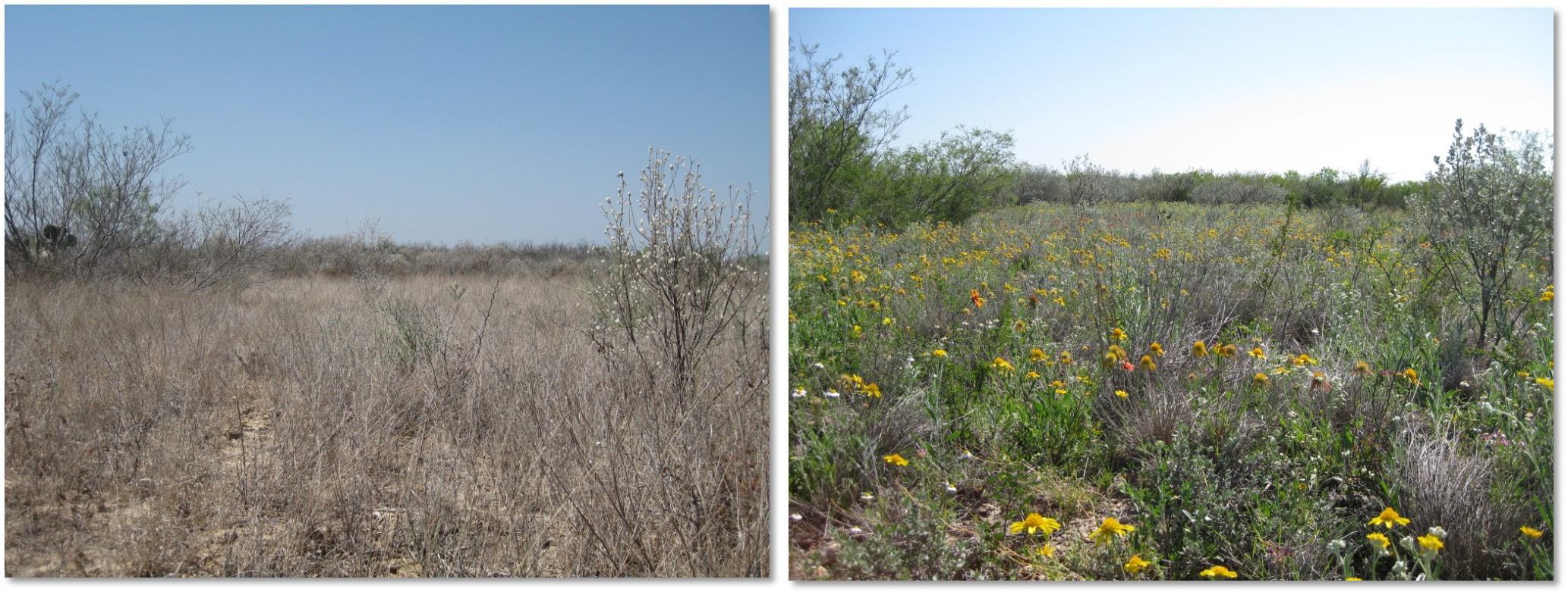 Two photos next to each other of the same location. On the left is dry, brown grasses and on the right is green plants and wildflowers.