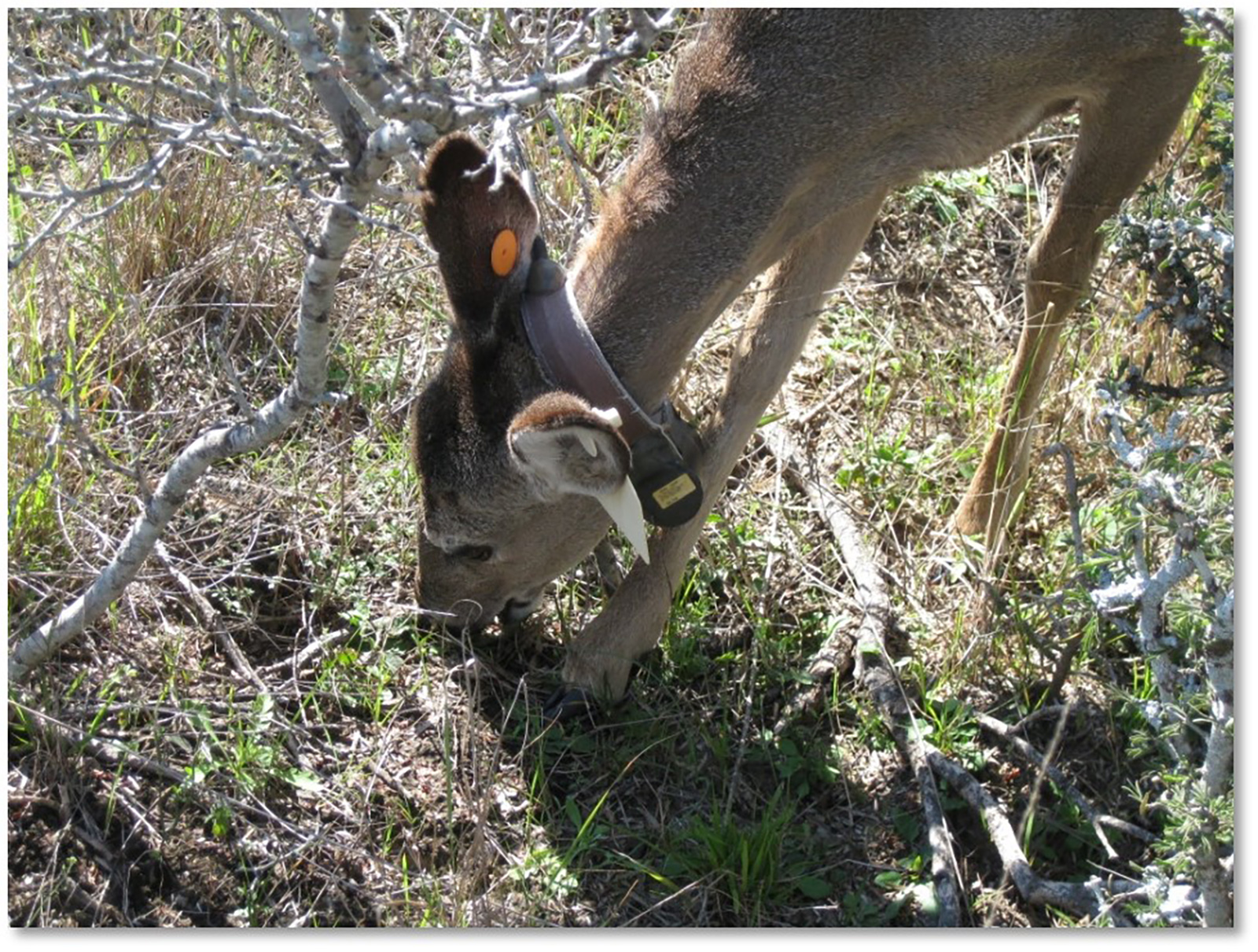 An image of a tagged doe consuming forbs near a shrub