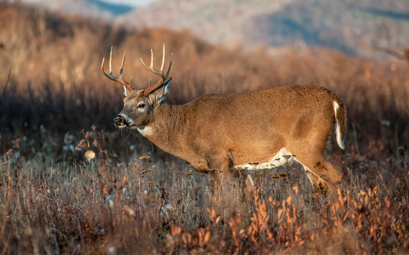 Hunting October Whitetails in the Appalachian Mountains