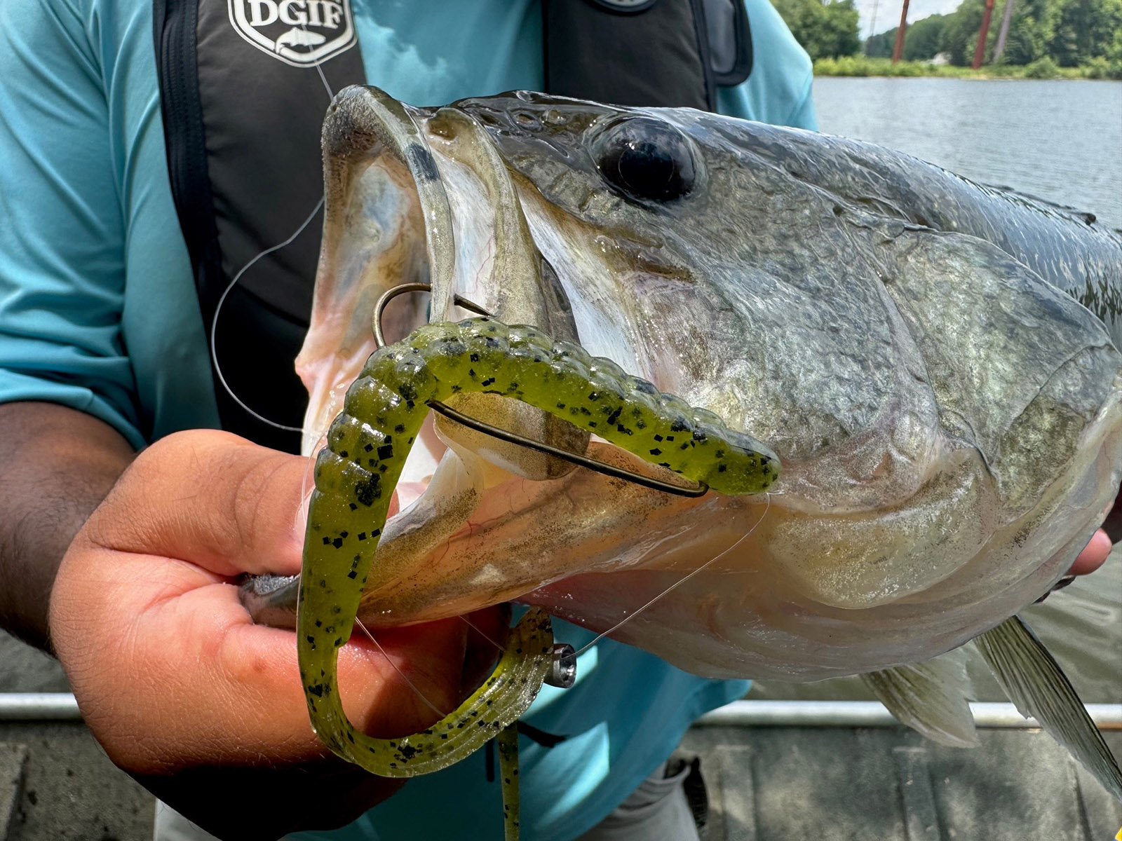 A close-up photo of a largemouth bass with a hook through its lip and a plastic worm sticking out of its mouth.