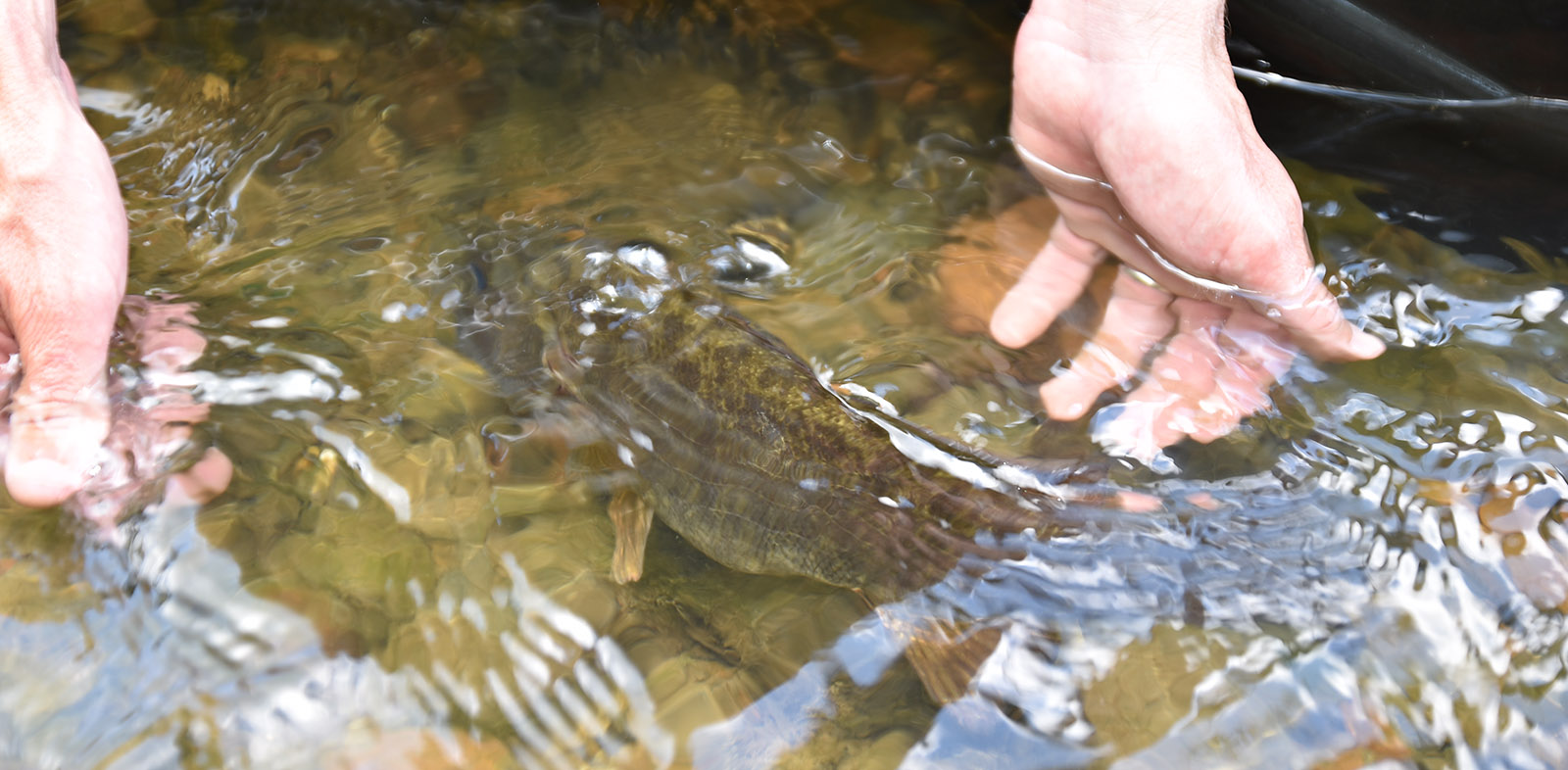 A photo of two hands in shallow water with a smallmouth bass swimming away from the hands.