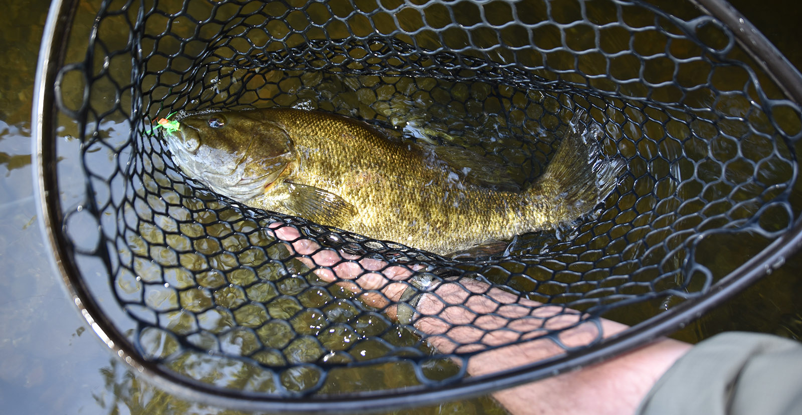 A close-up photo of a large smallmouth bass held by a hand and in a net on the surface of the water.