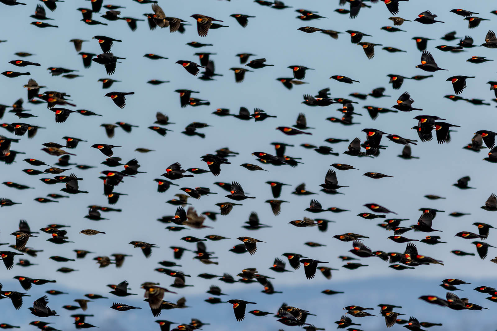 Black birds with red and cream-colored patches on their wings flying in a large group