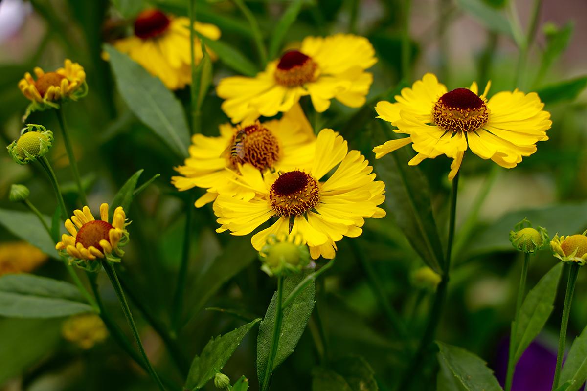 An image of common sneezeweed; a yellow flower with a darker red interior
