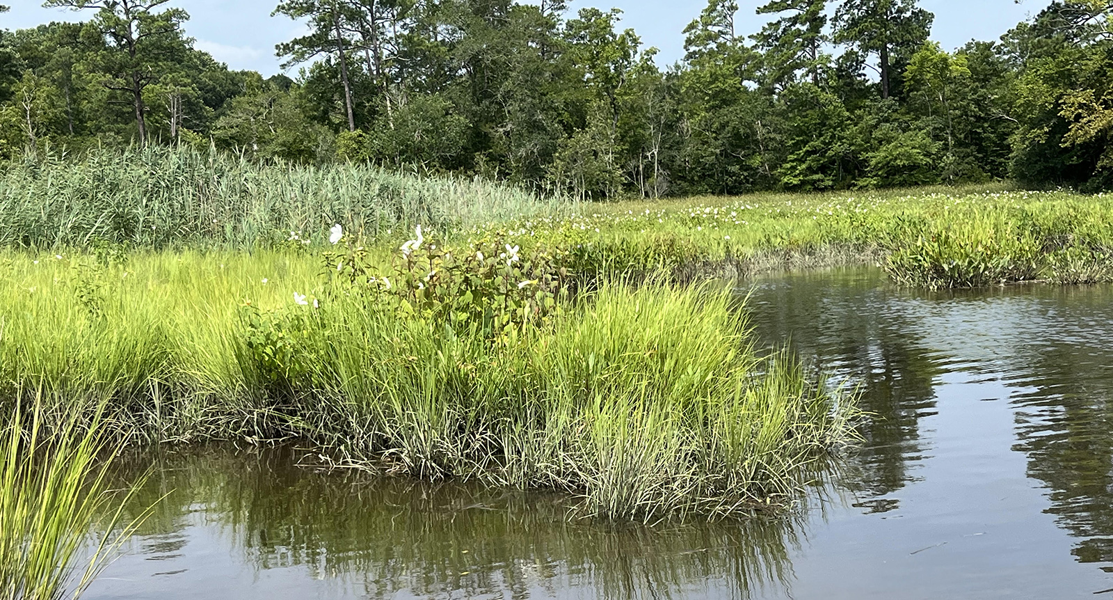 A photo of marsh grasses with white flowers growing out of the water.