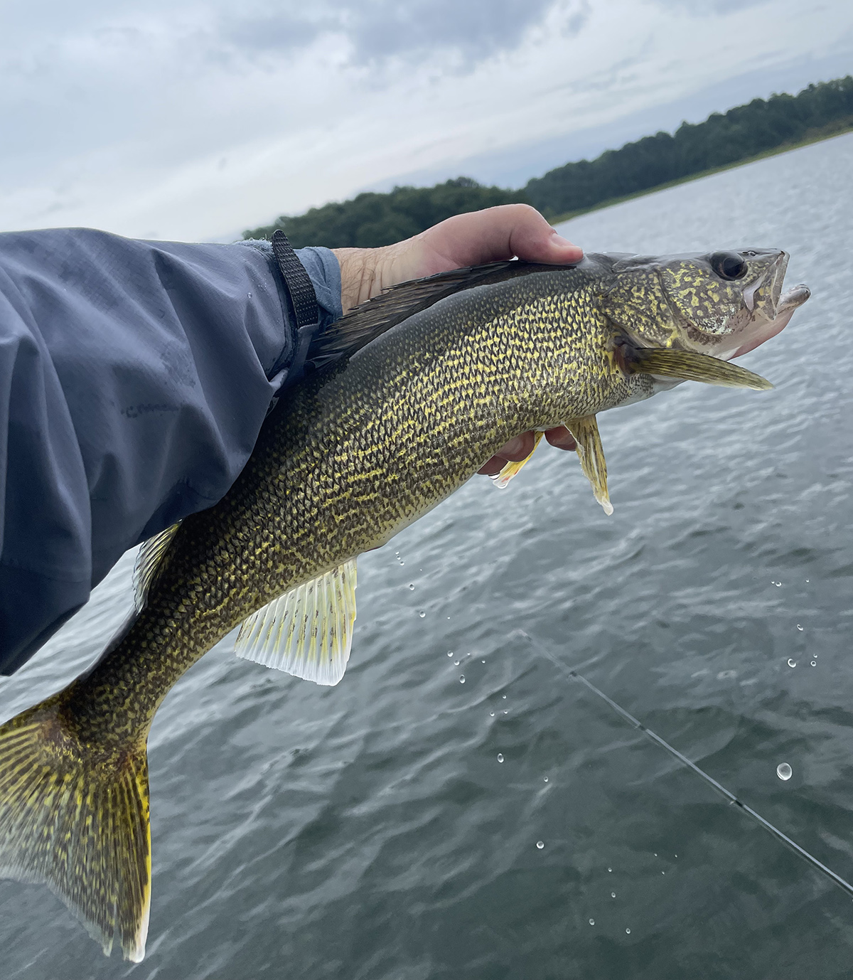 An image of a Virginia Walleye above a water source. this fish is an olive green with a dark green back and spots along it's body.