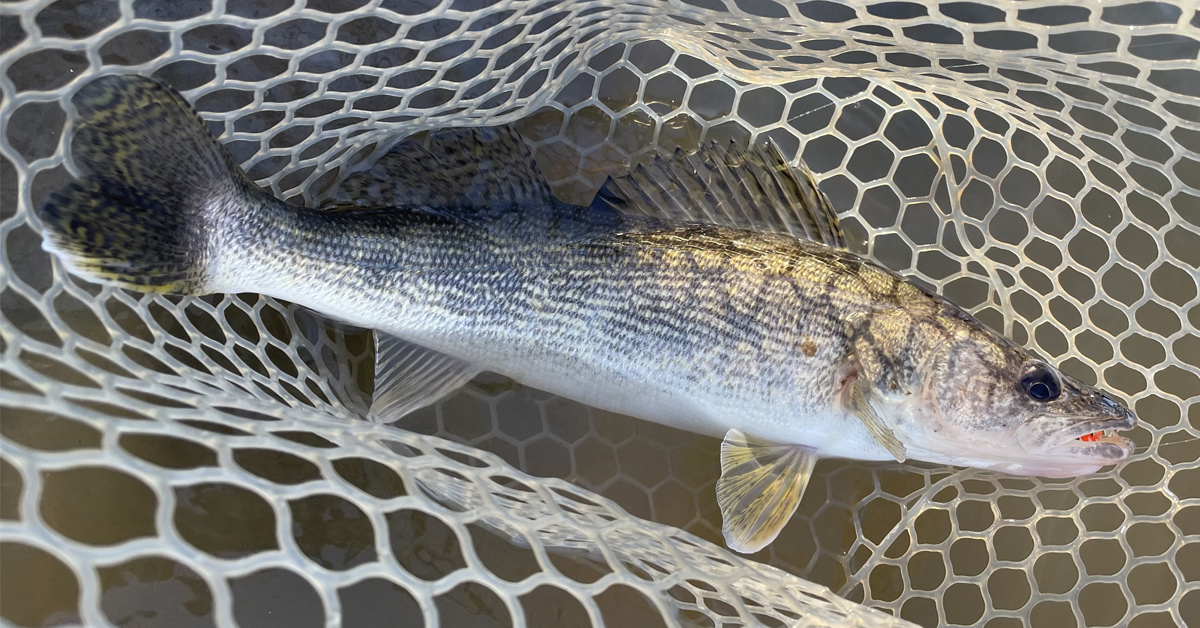 tipping jigs with preserved minnows.