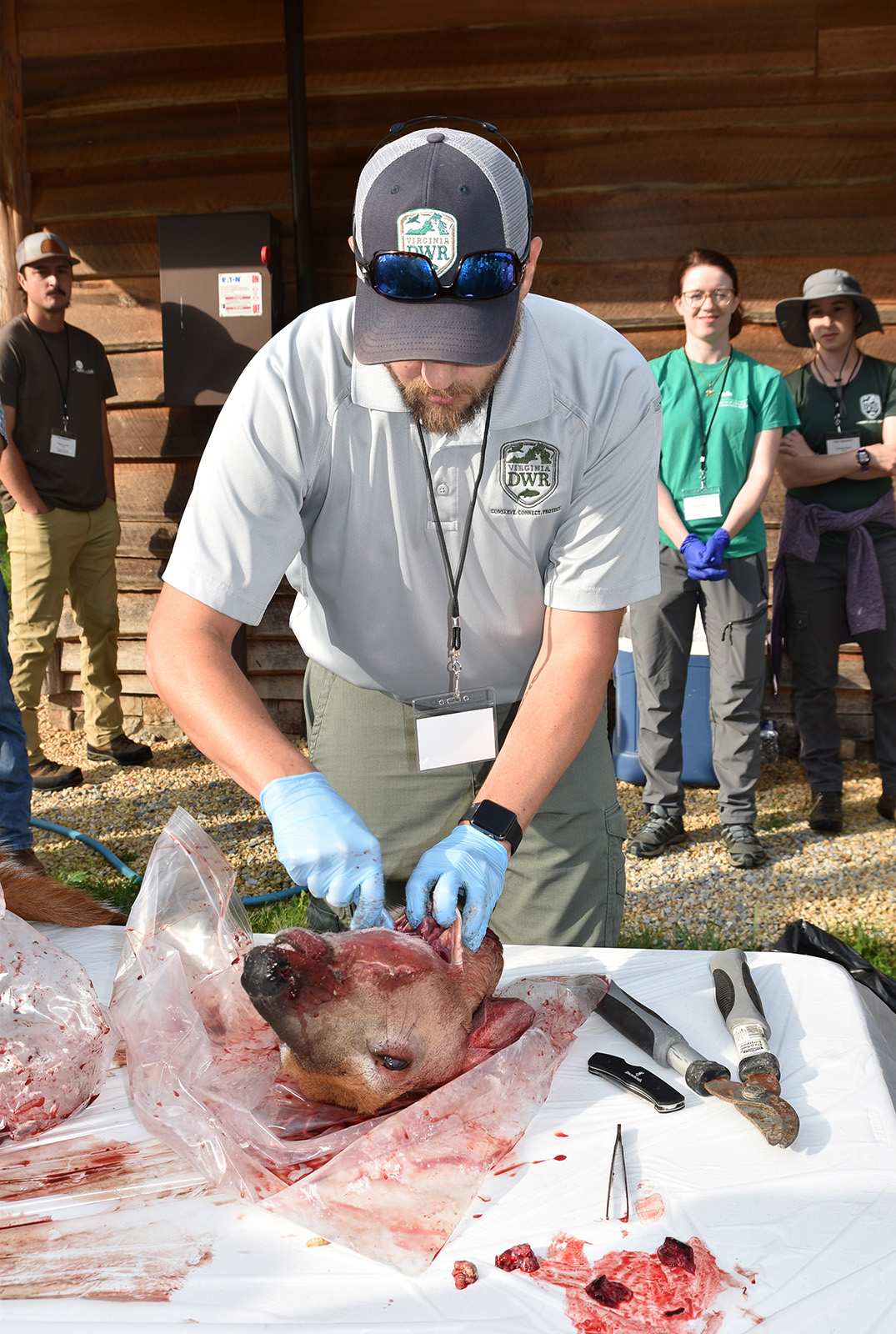 A photo of a man in DWR uniform cutting into a dead deer's throat.