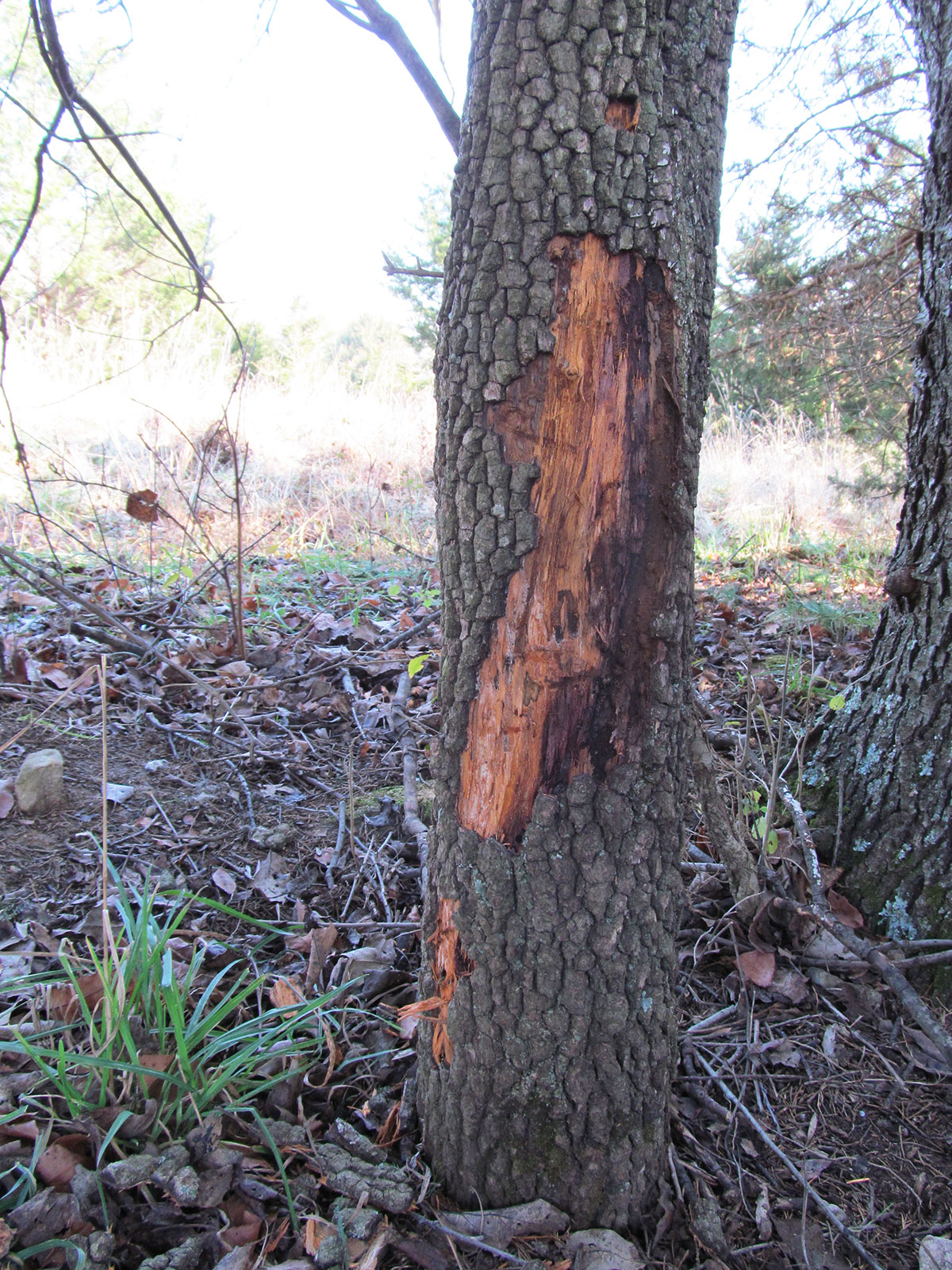 An image of a tree with rub marks on it from deer carving deep gouges into the wood