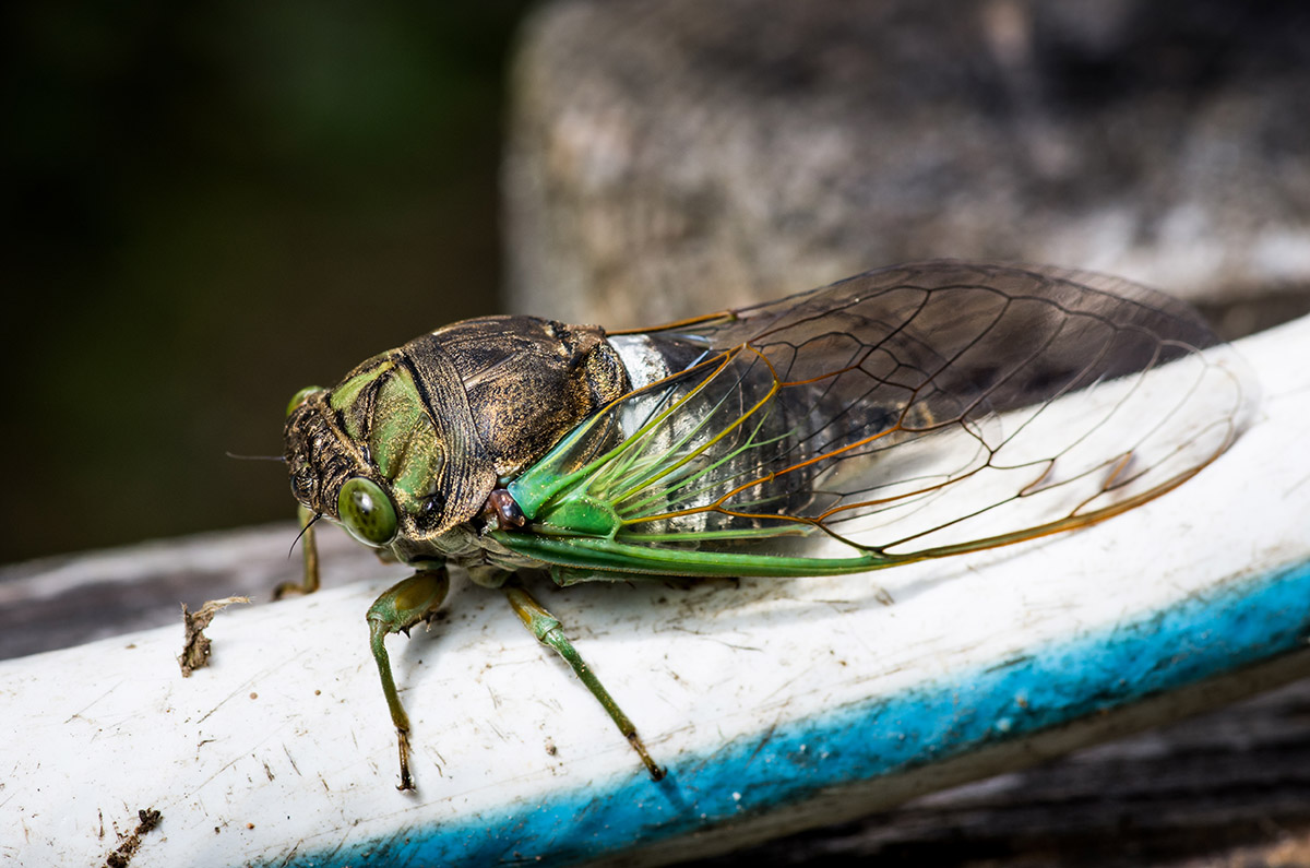 An image of an annual cicada on a piece of wood