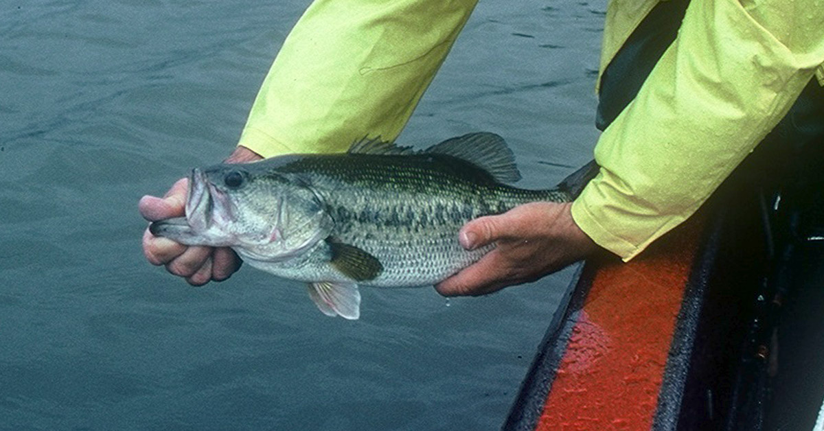 Largemouth Bass Chasing Fishing Lure Under Water - Largemouth Bass