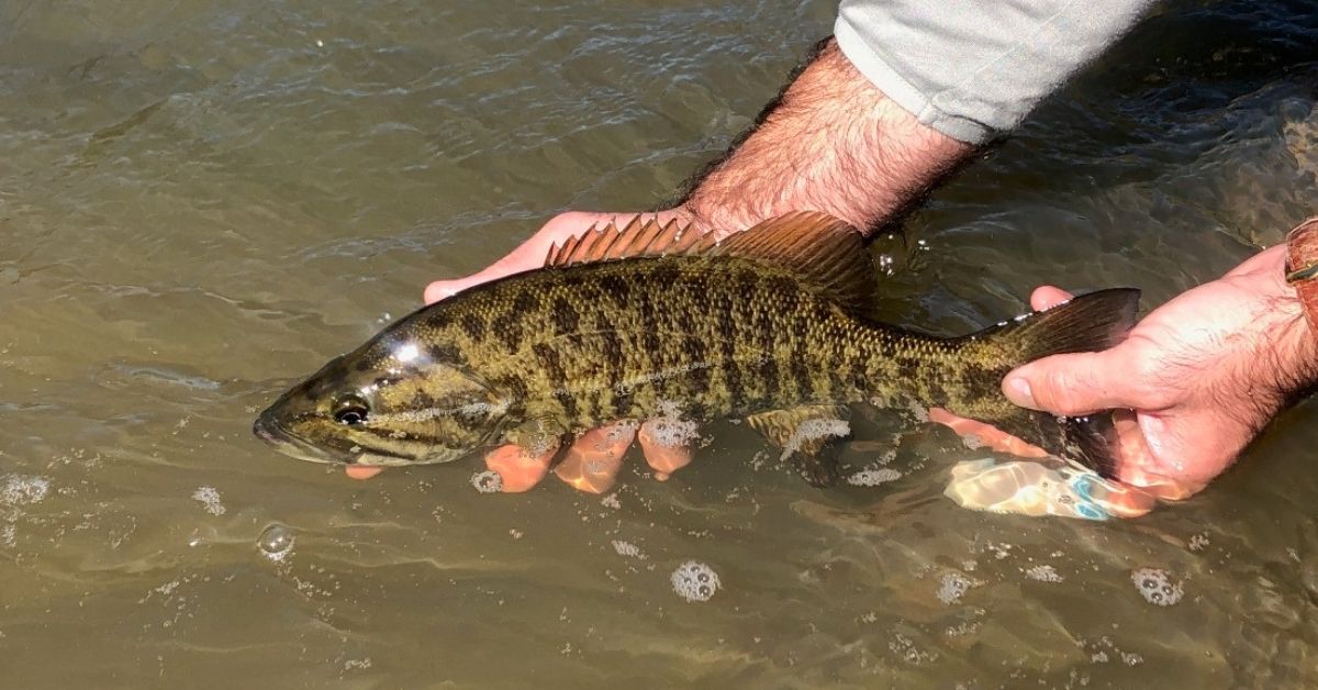 Grab a Big Net and Keep Your Hands Wet: Catch and Release Best Practices