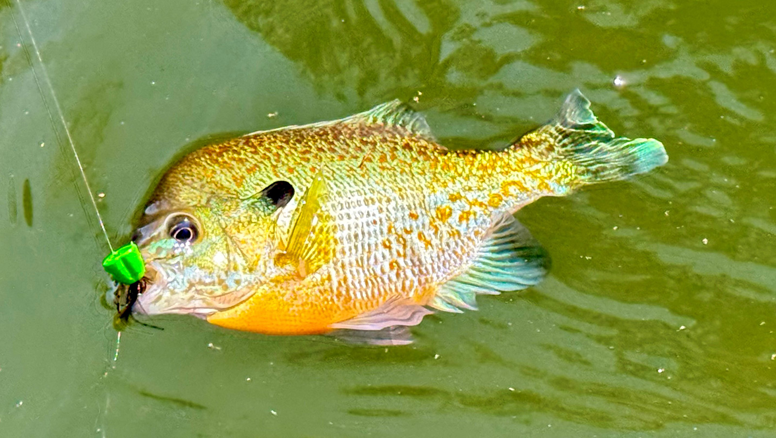 A photo of a small fish with a fly and line in its mouth, lying on the top of the water.