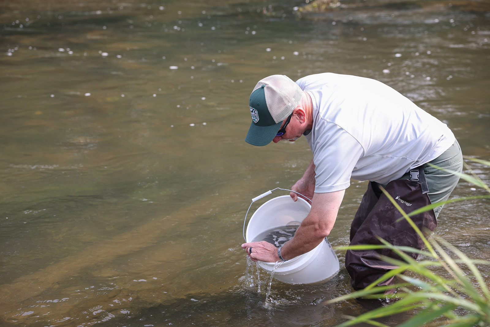 A photo of a DWR employee knee-deep in a river, holding a white five-gallon bucket with water and small fish in it.