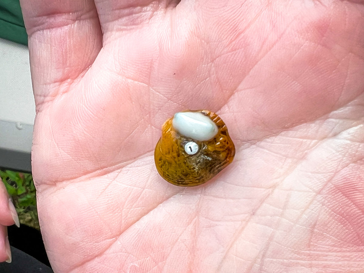An image of a young Appalachian monkeyface mussel which was breed and released by AWCC staff; this mussel is orange in color with a white spot and has a #1 tag on it's PIT transponder