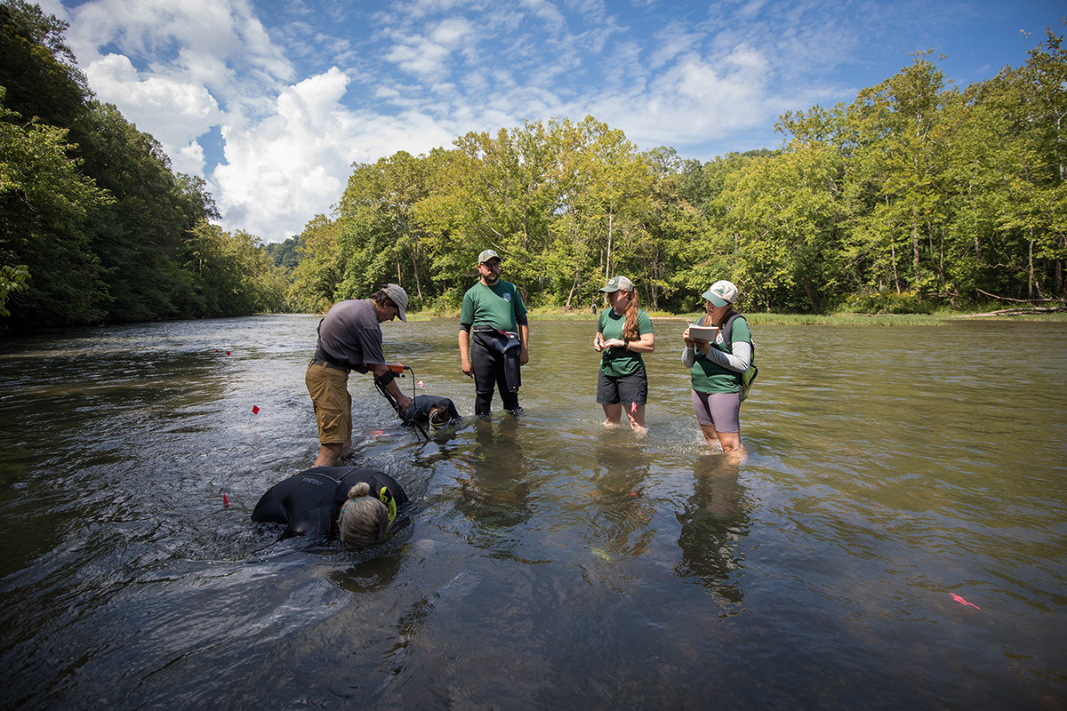 An image of AWCC staff snorkeling in the river to locate the optimal area for releasing the young mussels