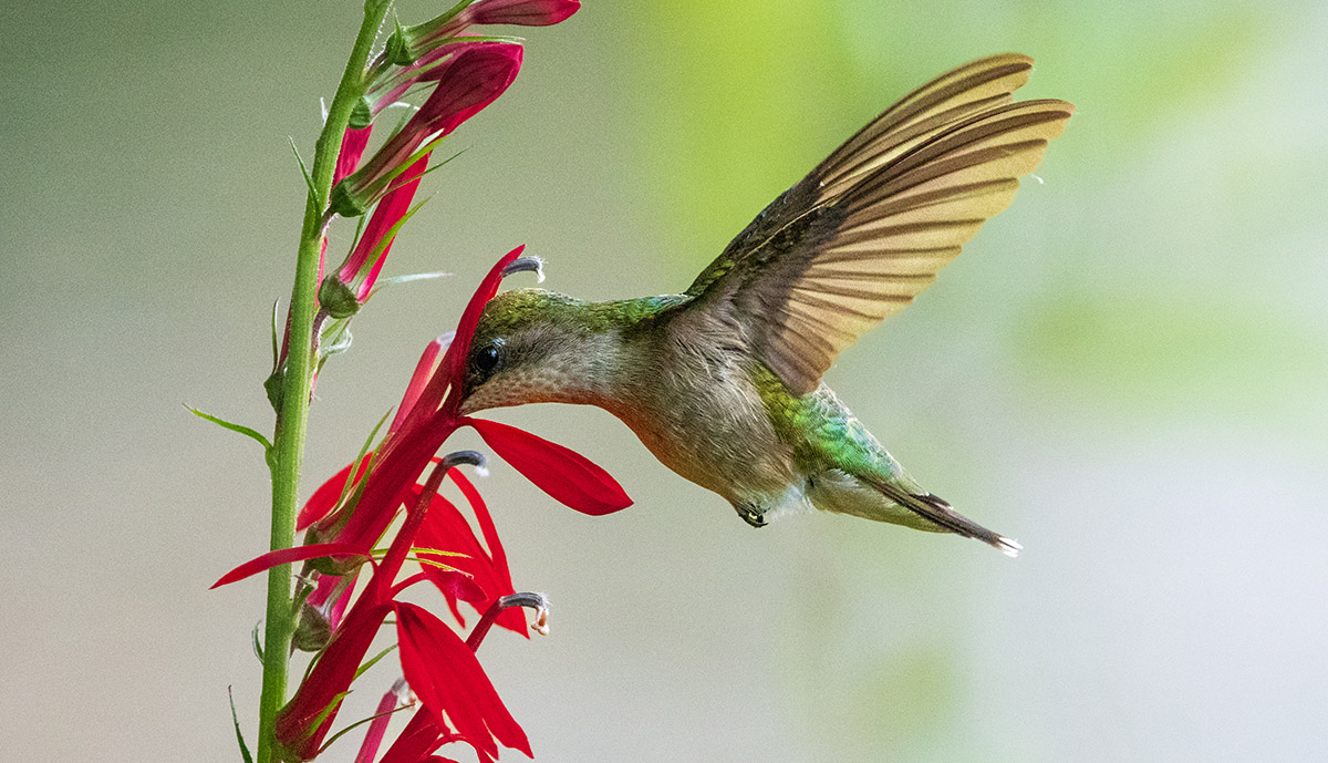 An image of a hummingbird drinking nectar from red flowers