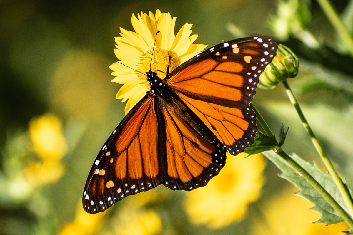 An image of a monarch drinking nectar from a yellow flower