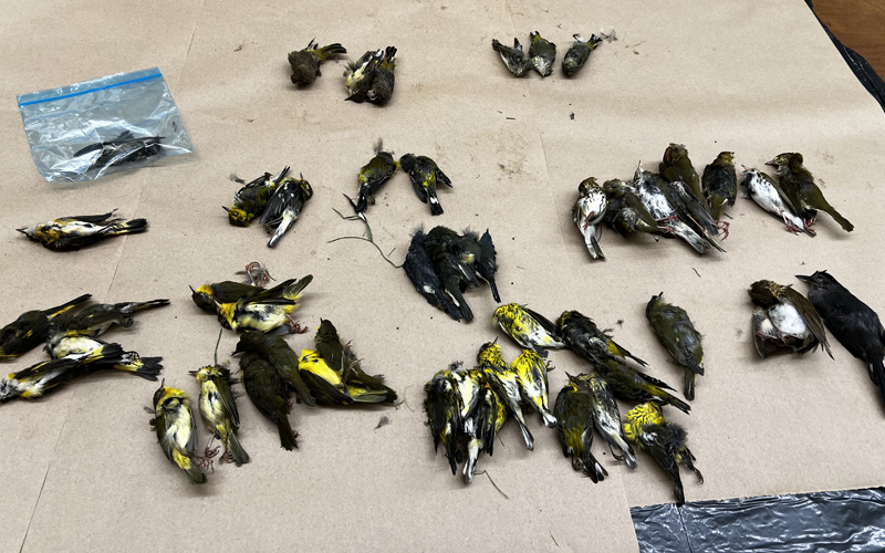 Help Prevent Migratory Bird Collisions