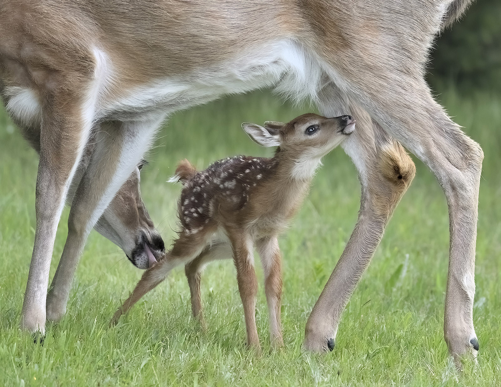 A photo of a newborn whitetail fawn reaching up to nurse from under a doe's belly.