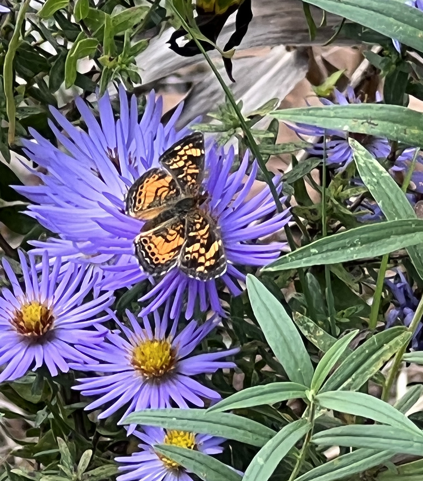 A photo of an orange-and-black butterfly on top of a purple flower with yellow, pollen-filled center.