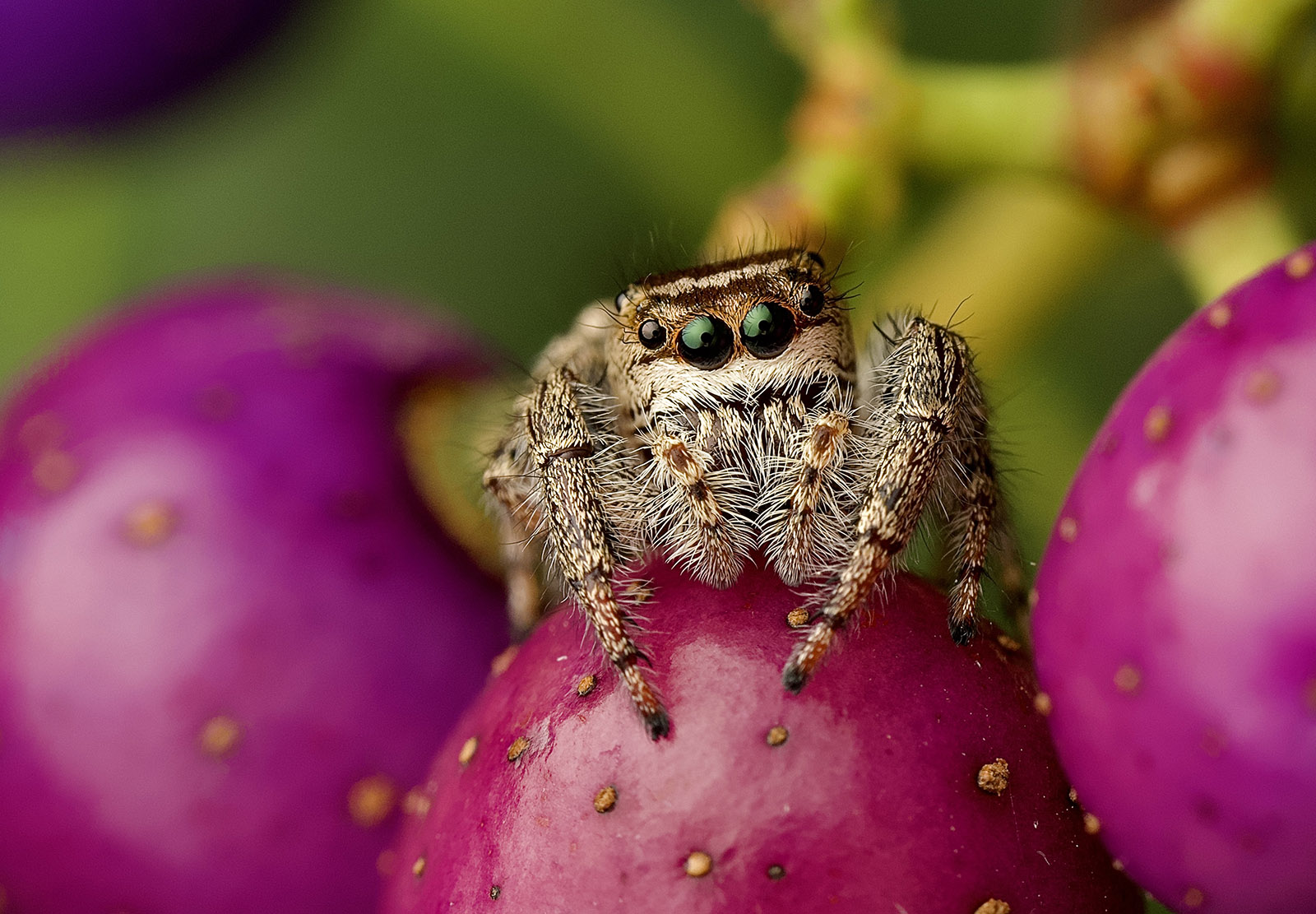 An extreme close-up of a spider perched on bright pink berries.