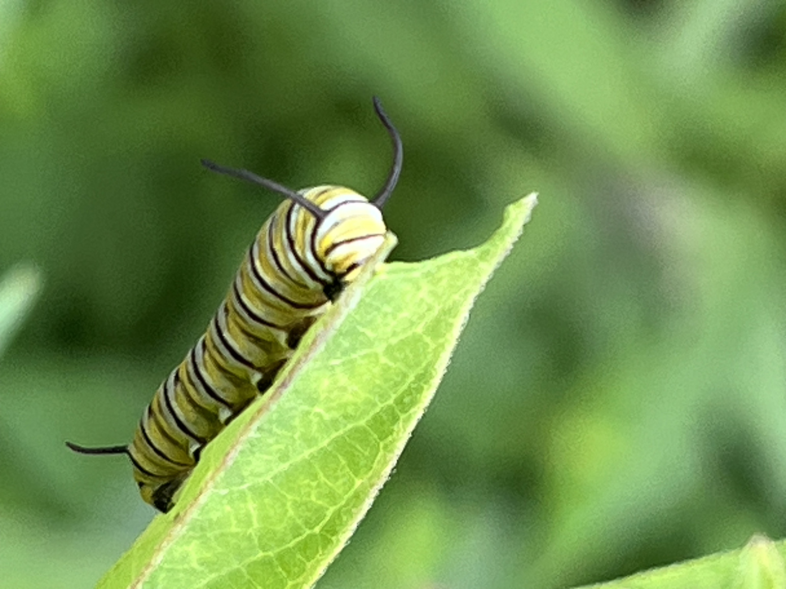 A photo of a chubby yellow, black, and white-striped caterpillar feeding on a leaf.