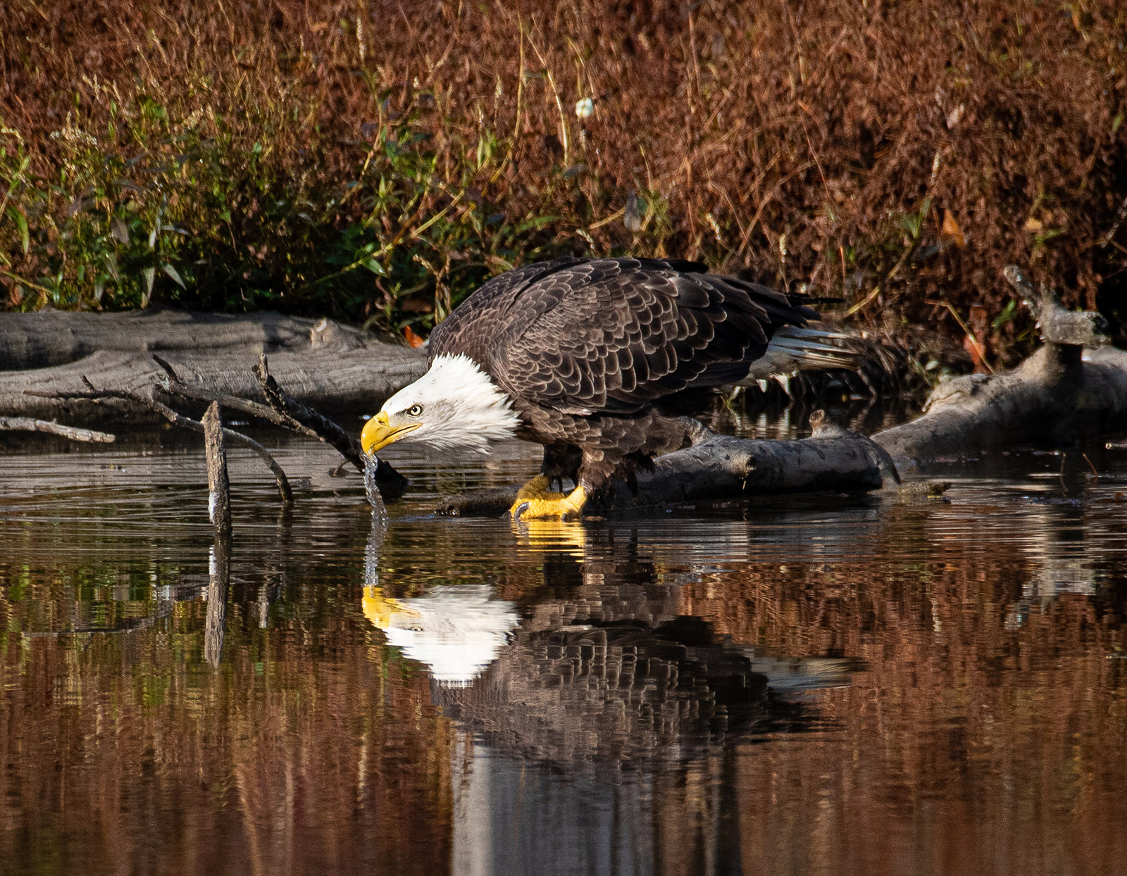 A photo of a bald eagle standing at the edge of a pond, drinking, with a vivid reflection on the water.