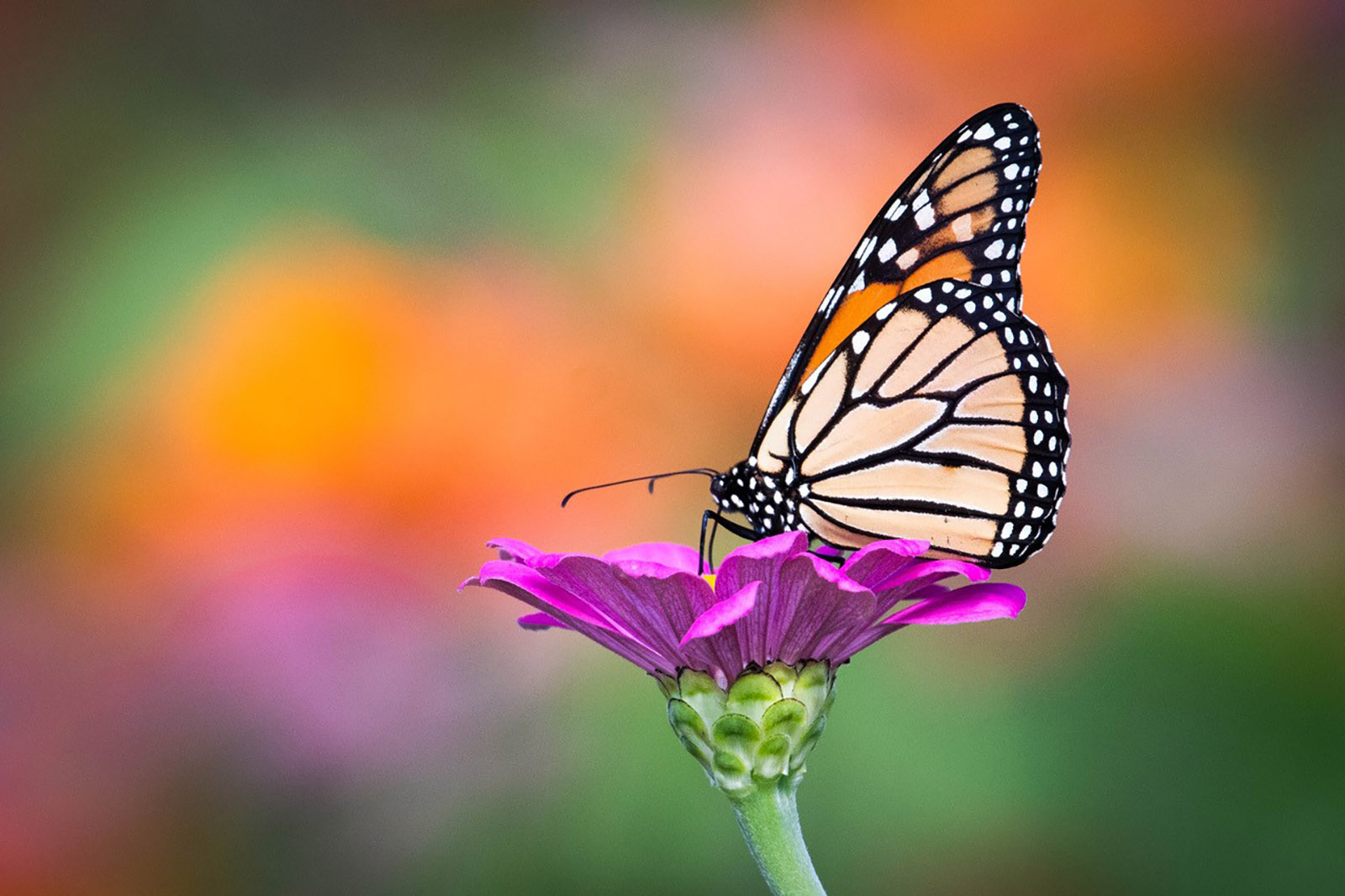 A photo of an orange-and-black butterfly perched on a purple flower.