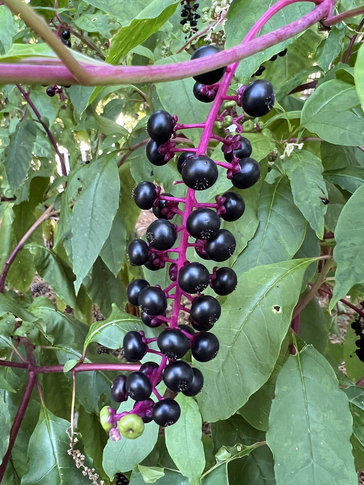 A photo of a branch of pokeweed with a purple stem and large dark purple berries.