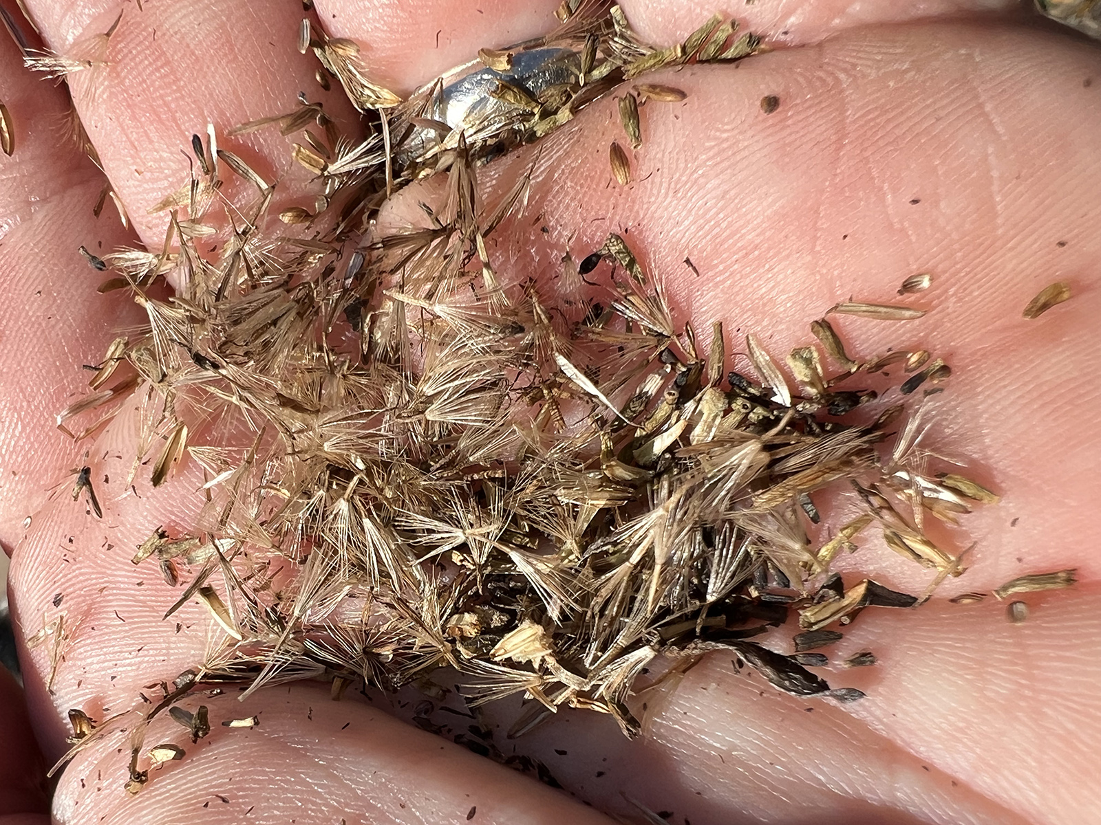 A close-up photo of seeds held in a man's hand.