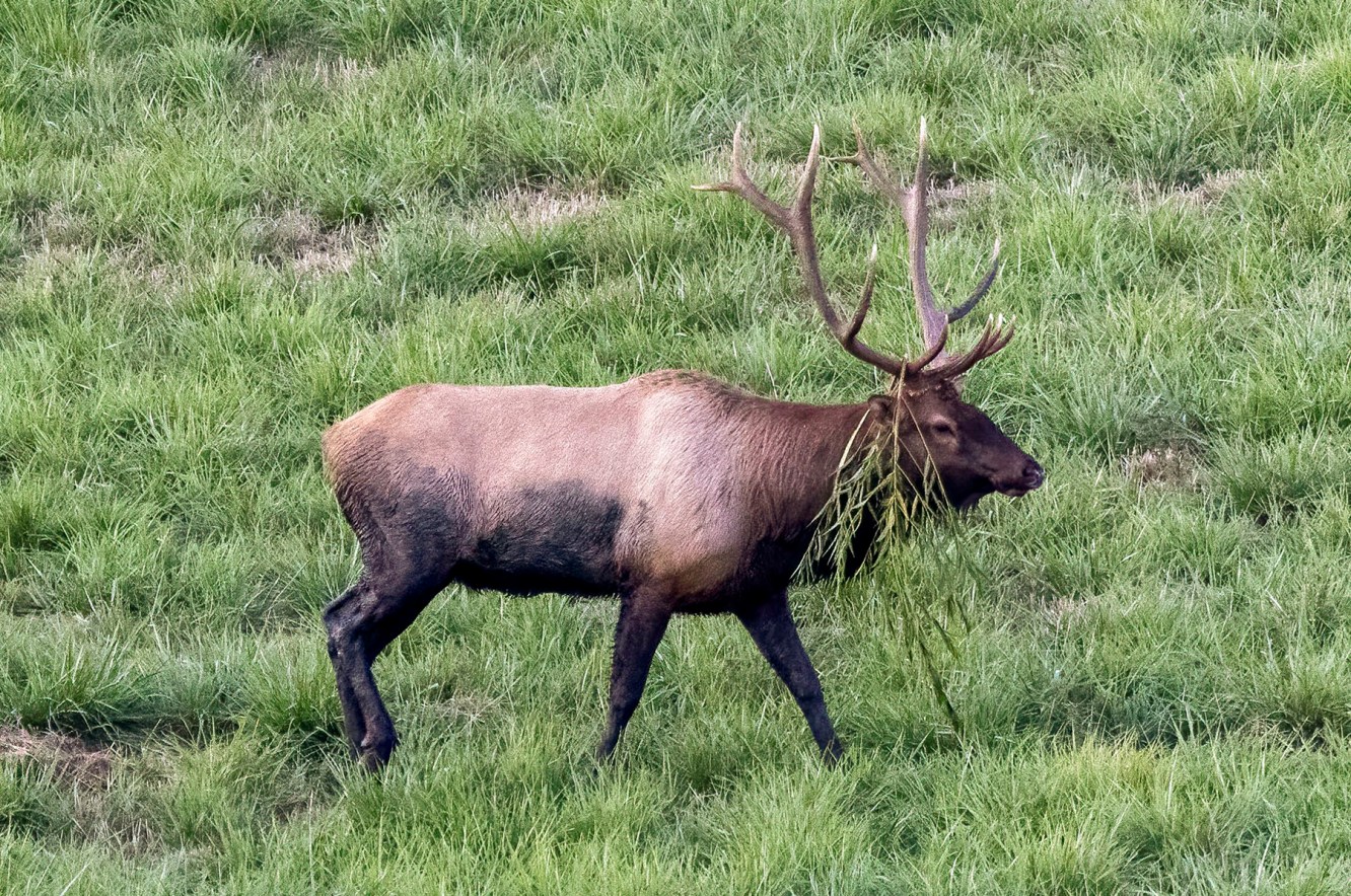 A bull elk with vegetation on his antlers and mud from a wallow on his legs and belly.
