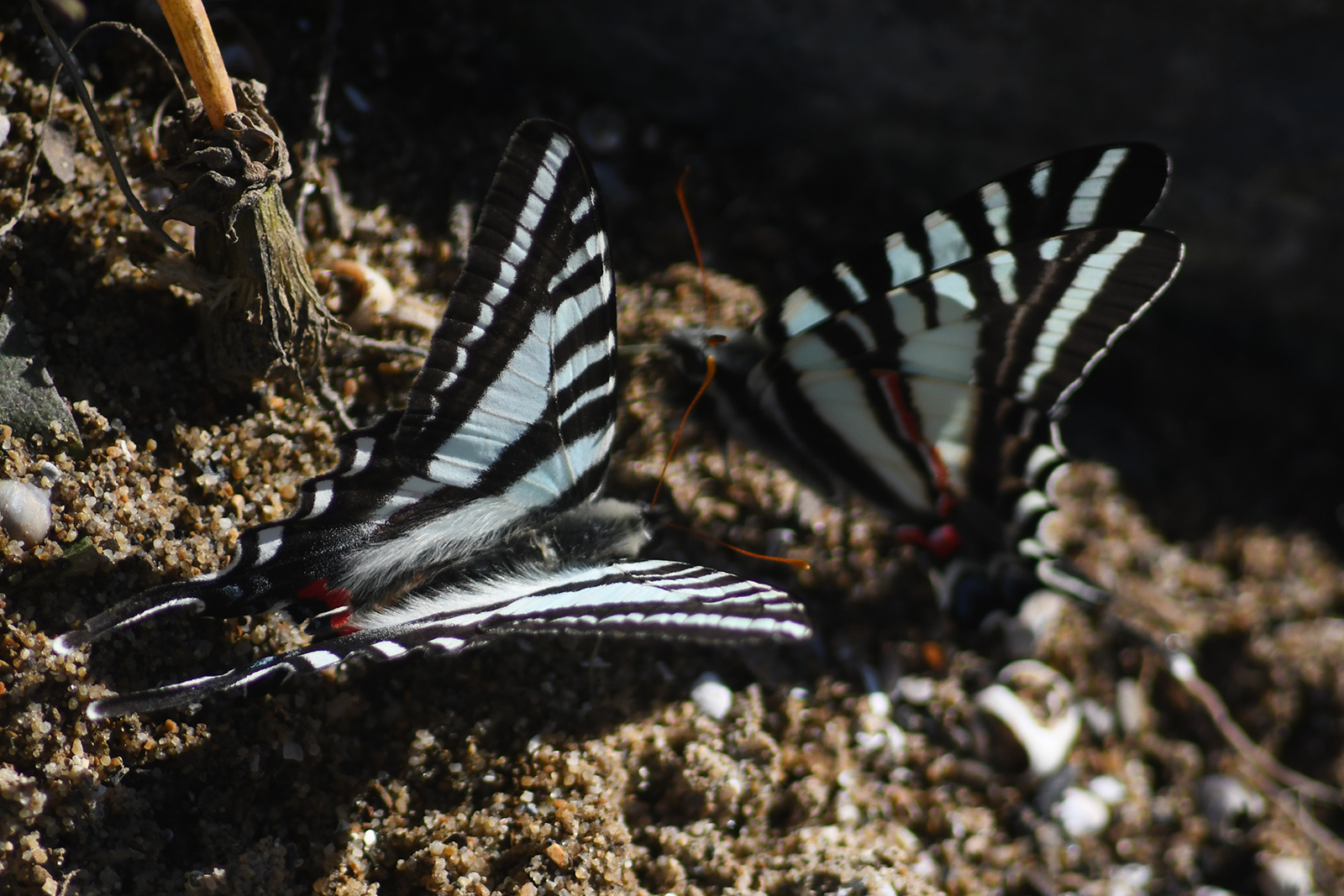 A photo of two butterflies on the ground with blue-and-white wings with red spots.