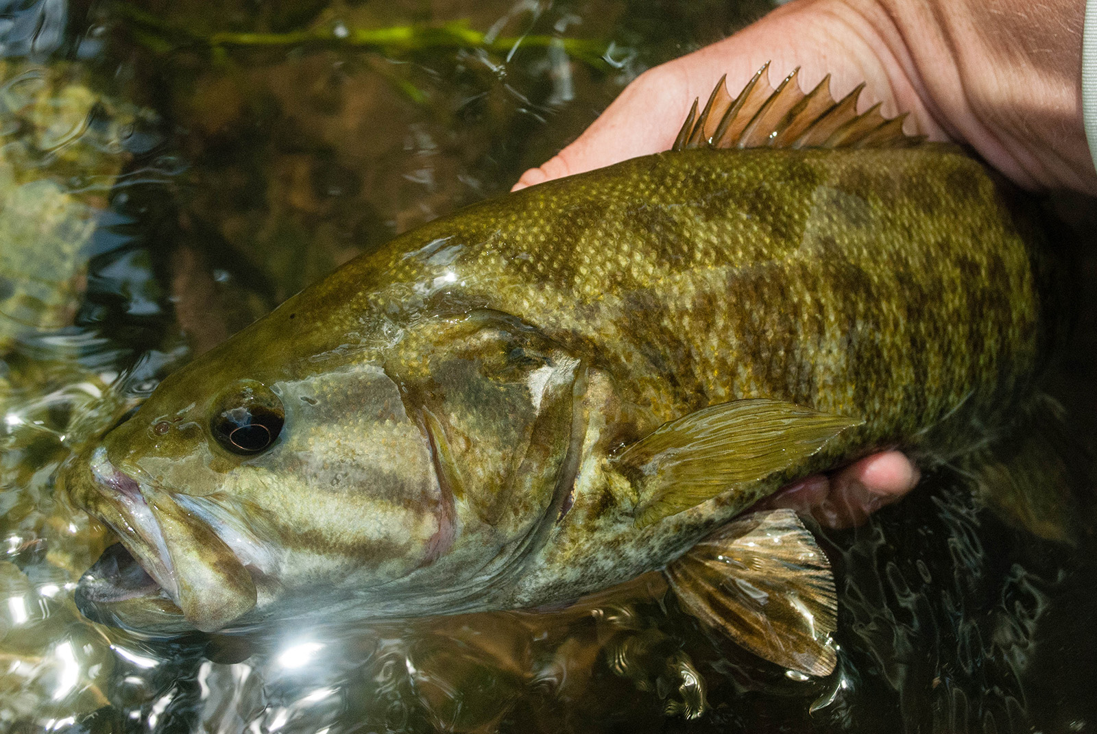 A close-up photo of a smallmouth bass, a fish with bronze coloring, held just out of the water.