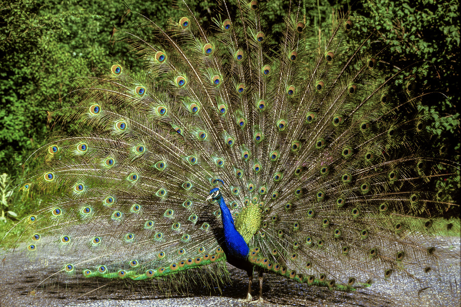 A photo of a brightly colored peacock with his tail fanned out. 