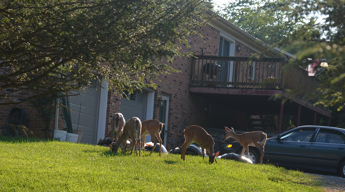A herd of deer in front of a house; gathering sites like front lawns are part of what facilitate the spread of diseases in deer