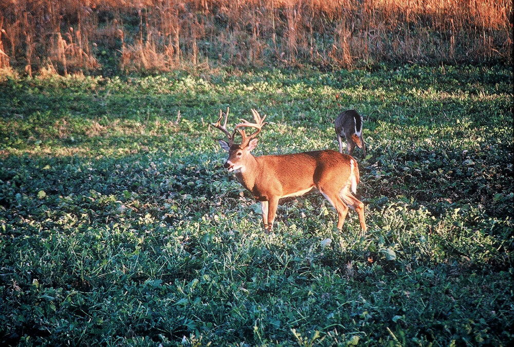 An image of two white tailed deer in a thicket