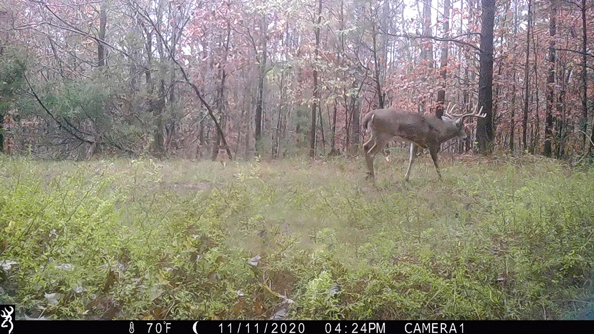An image of a deer taken from a trail camera